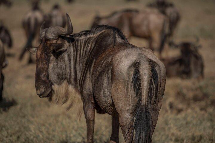 9 Day Tanzania Budget Camping Safari