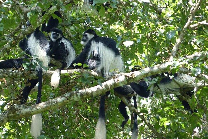 Kiambethu Tea Farm Tour and Lunch From Nairobi