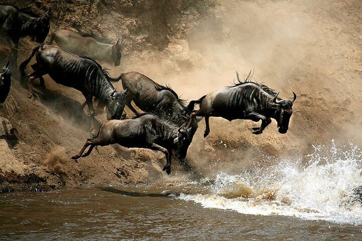 4 Days Masai Mara and Lake Nakuru Group Safari in a Landcruiser