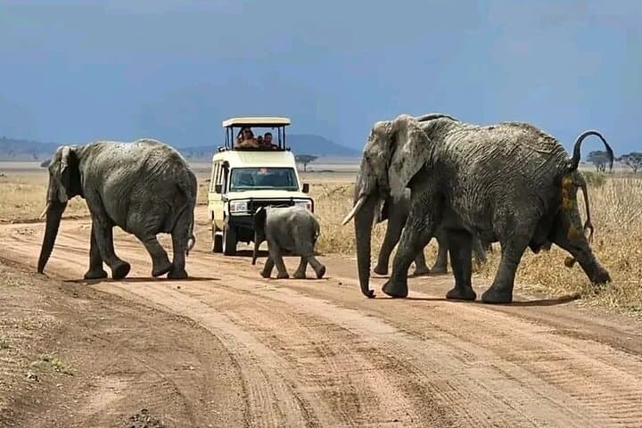 2 Days 1 Night Safari to Selous Game Reserve From Zanzibar