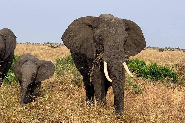 3 Days Best Of Masai Mara Safari-Luxury package
