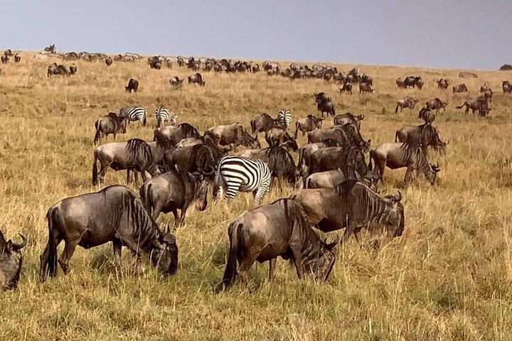 3 Days Best Of Masai Mara Safari-Luxury package
