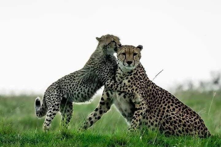 3 Days Best Of Masai Mara Safari-Luxury package