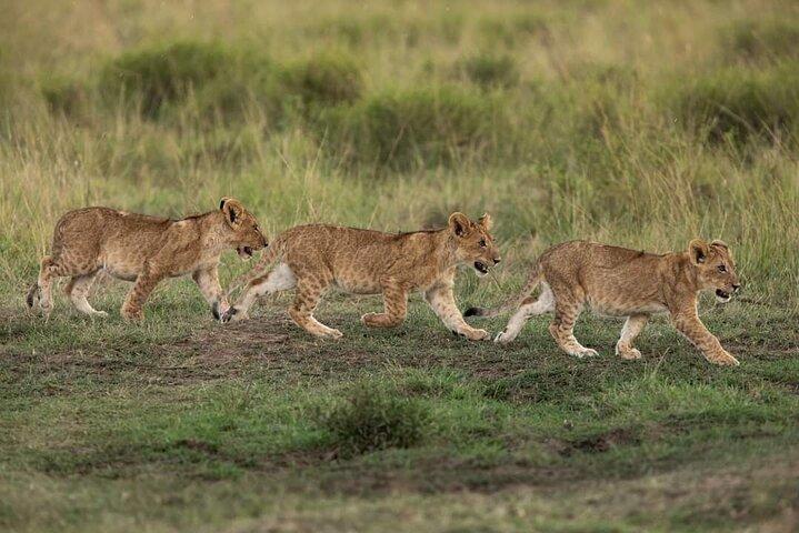 3 Days Best Of Masai Mara Safari-Luxury package