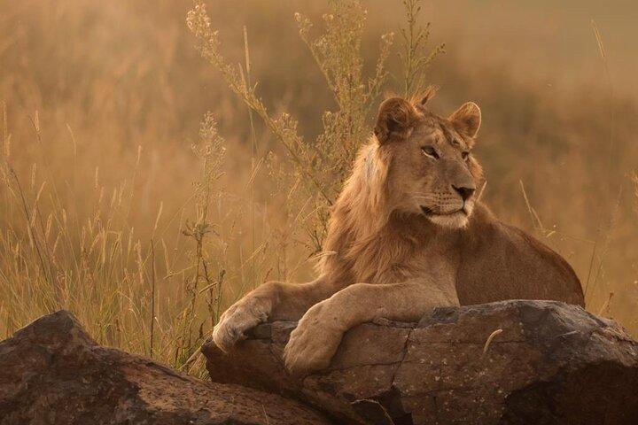 Amazing Full Day Kruger National Park Big 5 Safari