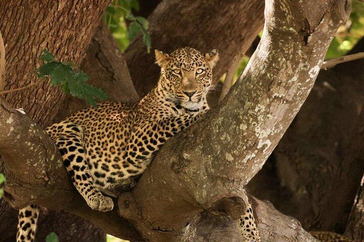 Amazing Full Day Kruger National Park Big 5 Safari