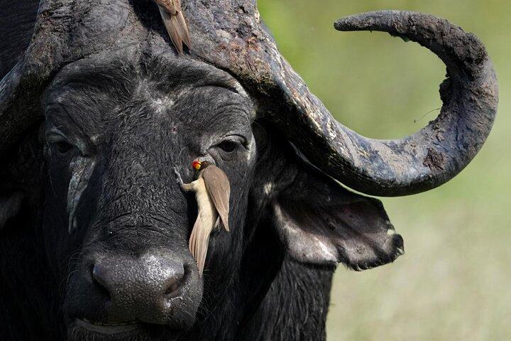 Amazing Full Day Kruger National Park Big 5 Safari