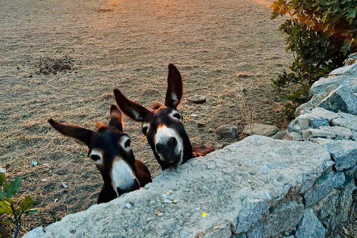 Mykonos Safari Island Tour - According To The Locals