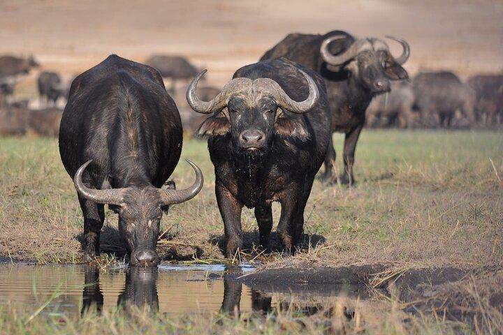3 Days Midrange Safari At Serengeti and Ngorongoro