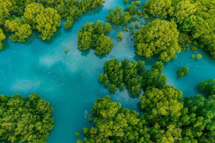 Mangrove Kayak Tour | Manuel Antonio