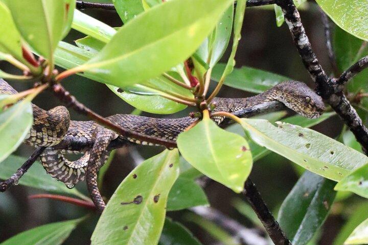 JungleWalla Langkawi UNESCO Geopark Mangrove Cruise