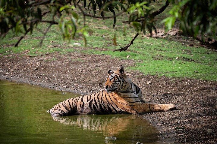 Full-Day Trip to Ranthambore National Park from Jaipur