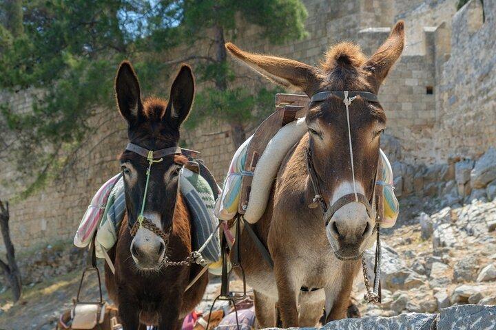 Cruise-Friendly Rhodes Tour with Lindos, Old Town, Leisure Time
