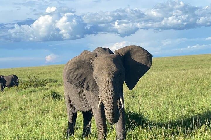 3 Days 2 Nights Private Budget safari to Maasai Mara