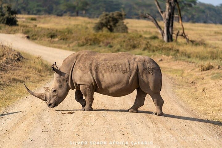 9 Day Mgahinga Gorilla Trek Mara Lake Nakuru & Naivasha Park