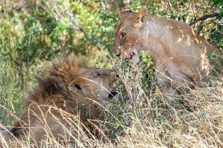 9 Day Mgahinga Gorilla Trek Mara Lake Nakuru & Naivasha Park