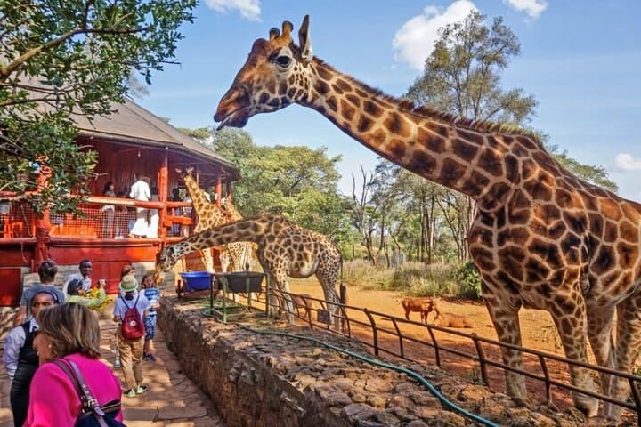 Giraffe Centre Safari Experience in Nairobi / Kobe Beads Factory