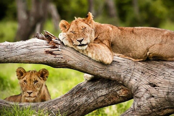 From Nairobi: 3 - Days Maasai Mara Group Safari by 4WD