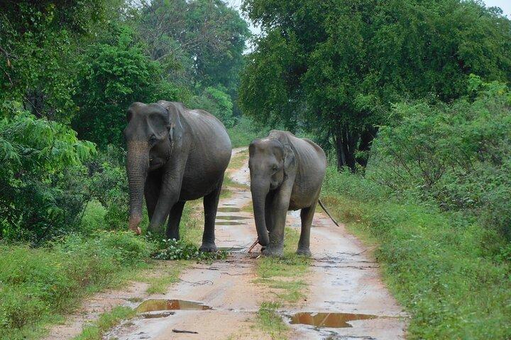 Udawalawa Safari & Elephants Orphanage Tour from Hambantota port