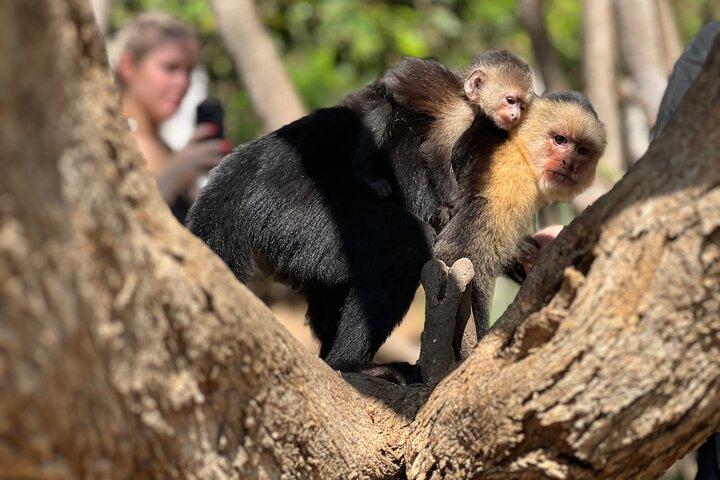 Monkey Crocodile Sloths and Beach Experience