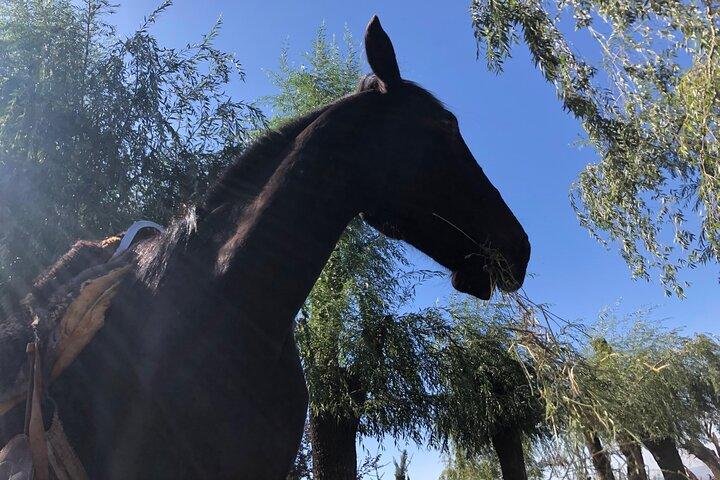 Mendoza Horse Andes Horseback Adventure with BBQ Lunch