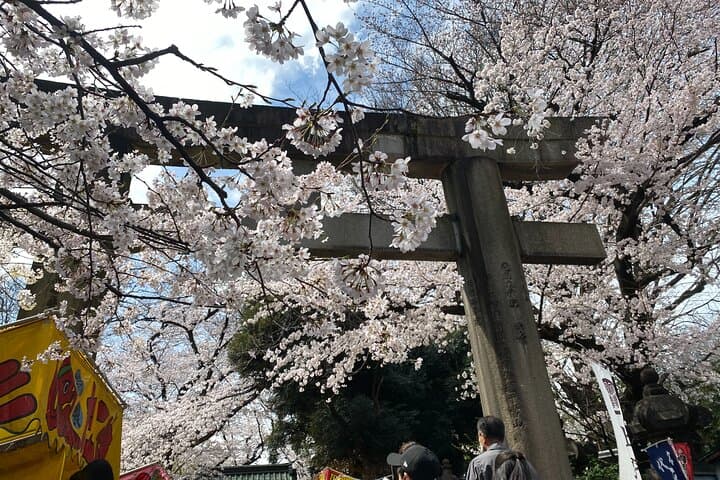 Tokyo Cherry Blossom Walking Tour