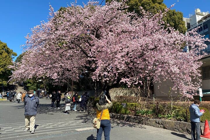 Tokyo Cherry Blossom Walking Tour