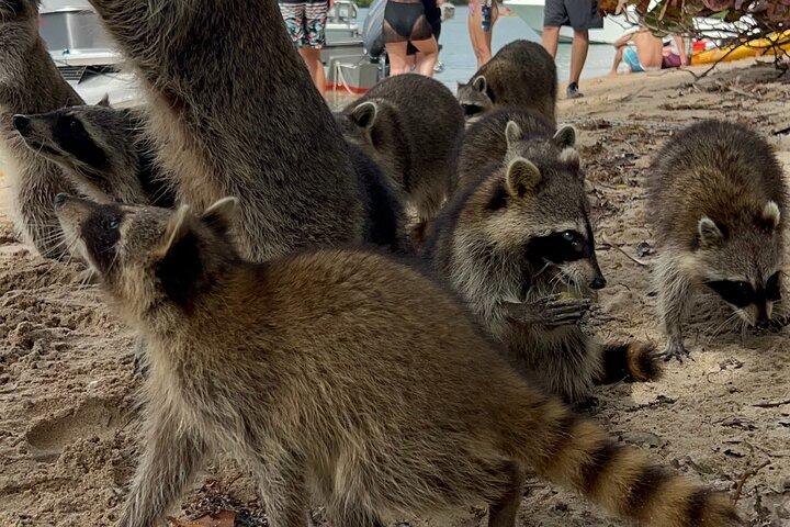 Raccoon Island Boat Tour - Indian Creek, Sanbar and Raccoons