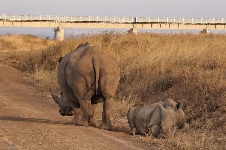 Full Day Tour in Amboseli National Park from Nairobi