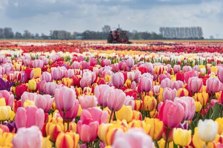 Private Sightseeing Tour Tulip Experience Keukenhof and Giethoorn