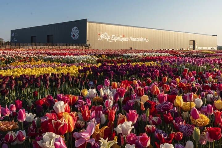 Private Sightseeing Tour Tulip Experience Keukenhof and Giethoorn