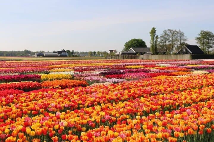 Private Sightseeing Tour Tulip Experience Keukenhof and Giethoorn