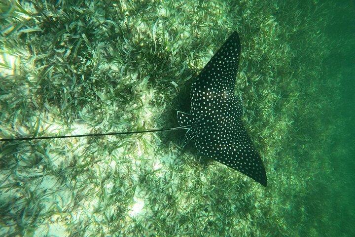 Costa Maya, snorkeling on the reef with fish, looking for turtles