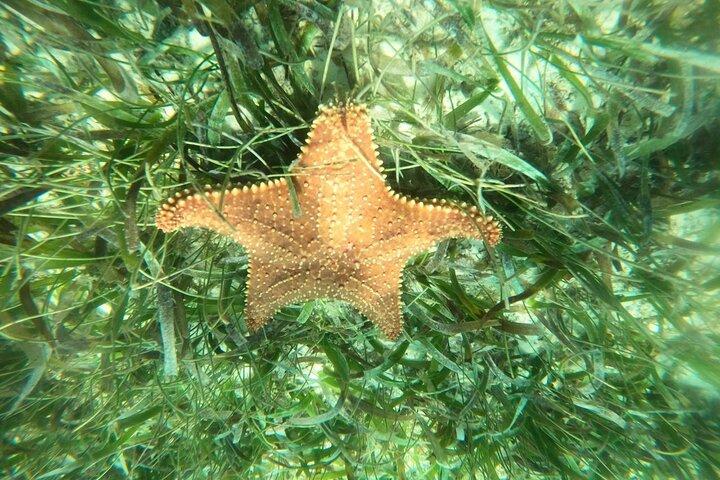 Costa Maya, snorkeling on the reef with fish, looking for turtles