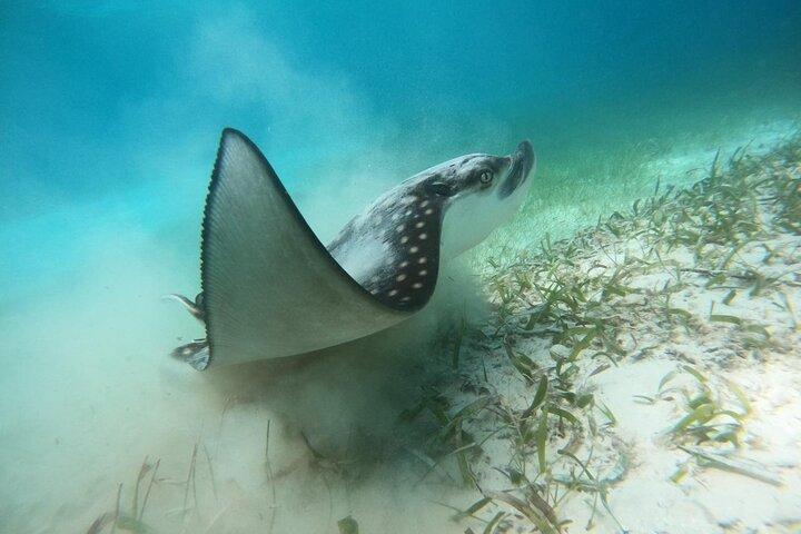 Costa Maya, snorkeling on the reef with fish, looking for turtles