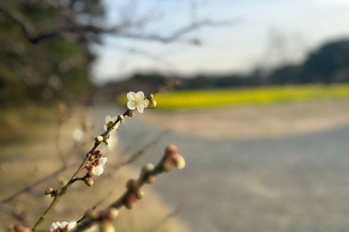 Hama-rikyu Gardens Walking Tour with Matcha& Japanese Sweets