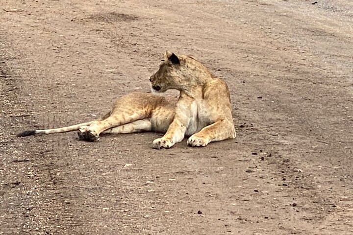 4 Day Private Safari to Masai Mara and Lake Nakuru National Park