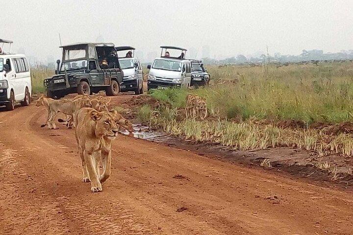 4 Day Private Safari to Masai Mara and Lake Nakuru National Park