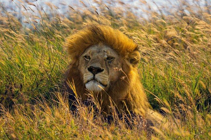 3 Days Amboseli and Tsavo West National Park Safari From Nairobi