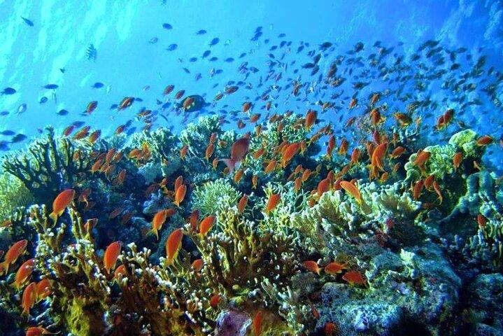 Overnight from Cairo to Hurghada Snorkeling and Luxor Tour