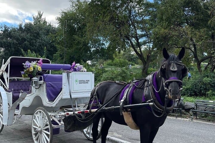 Unforgettable Luxury Horse and Carriage Tours in Central Park