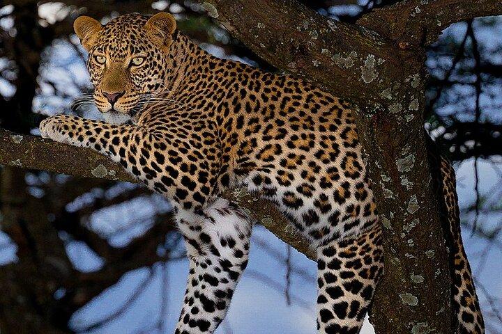 12 Days Sound of Kenya and Tanzania