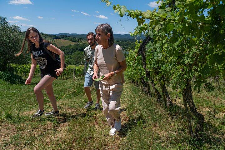 Guided Winery Tour and Wine Tasting in Siena