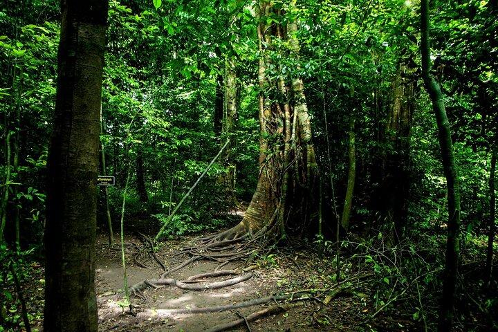 Tiger Cave and Emerald Pool Jungle Tour from Krabi