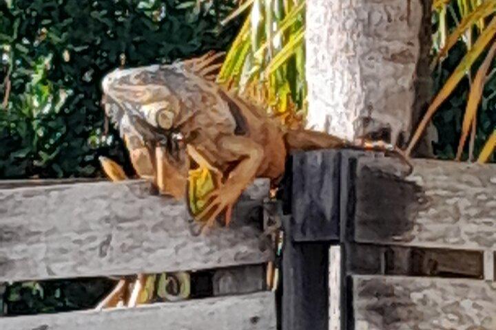 Belize City Culture, Nature, Rum tasting, V.i.V.