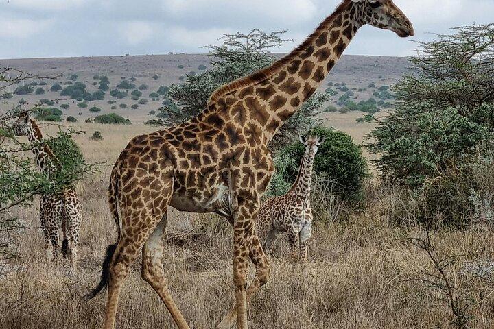 Nairobi National Park Morning Game Drive Group Tour