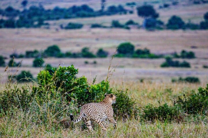 7 days Masai Mara,Nakuru,Hells Gate & Amboseli (budget or luxury)