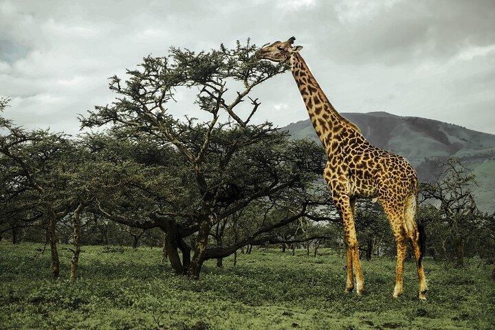 4 Day Tour in Tarangire, Serengeti and Ngorongoro