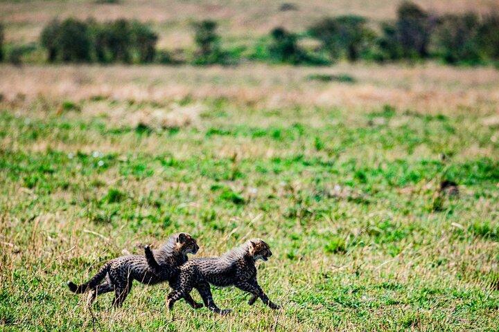 7 days Masai Mara,Nakuru,Hells Gate & Amboseli (budget or luxury)