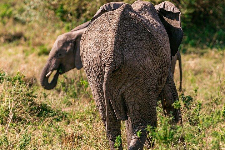 Morning or Evening Game Drive in Maasai Mara